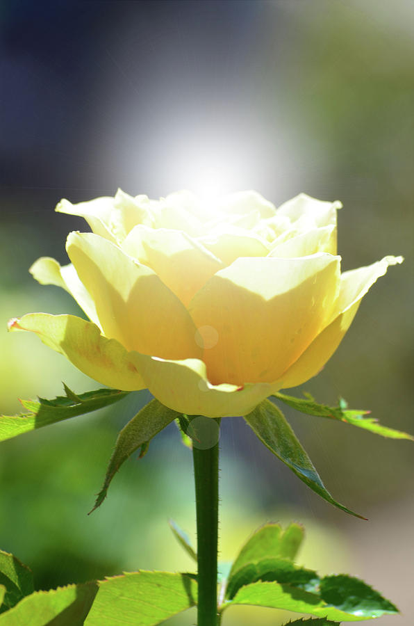 1-sunlight-yellow-rose-susan-jacob