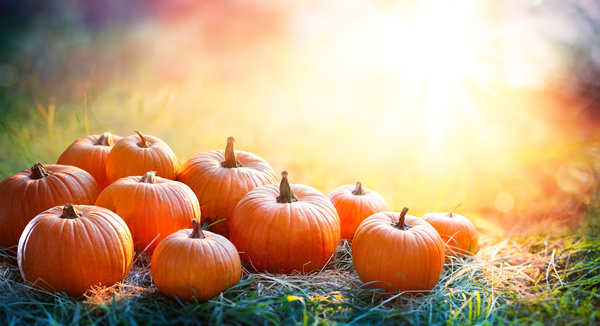 Sunshine-pumpkin-on-the-grass-HD-picture