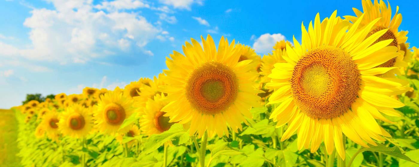 sunflower-field